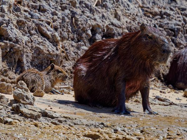 Capibara (Hydrochoerus hydrochaeris)